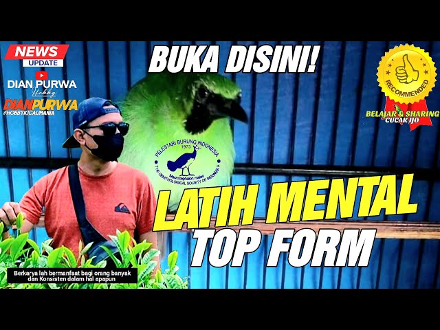 BURUNG BAGUS❗BENTUK FAKTOR UTAMA MENTAL CUCAK IJO TOPFORM||KICAUMANIA