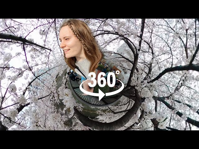 4k Tokyo Cherry Blossoms In 360° //📍Meguro, Japan [субтитры]