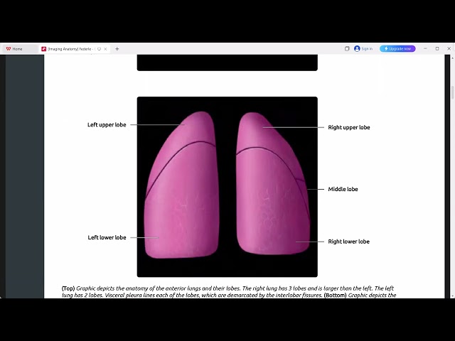 CHEST ABDOMEN IMAGING  ANATOMY