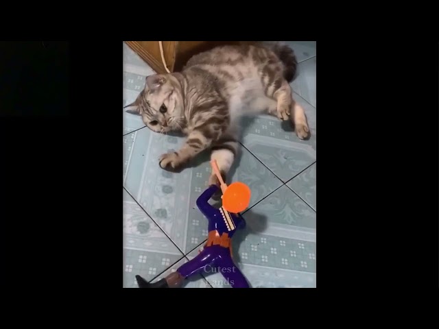 Best ever Cute Kitty Cat funny moments