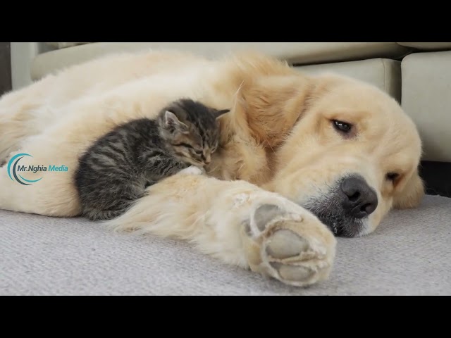 Golden Dog Takes on Mischievous Kitten in EPIC Showdown!