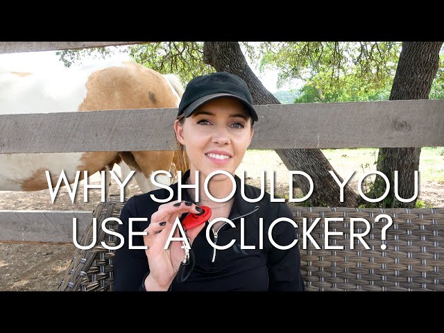 Why Should You Use a Clicker? (The Willing Equine Academy inside look!)