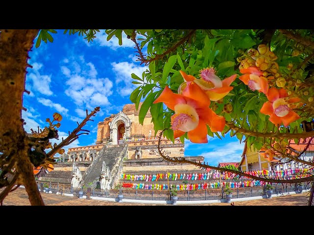 Wat Chedi Luang in Chiang Mai, Thailand | Sal Tree Flowers