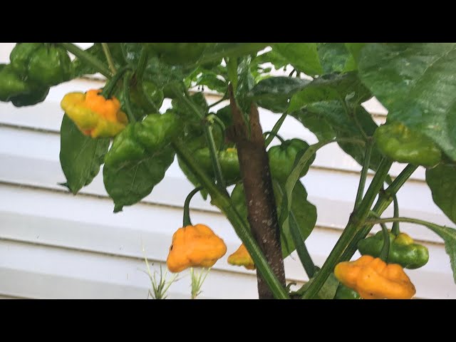 Last Picking Of Scotch Bonnet Peppers For 2024