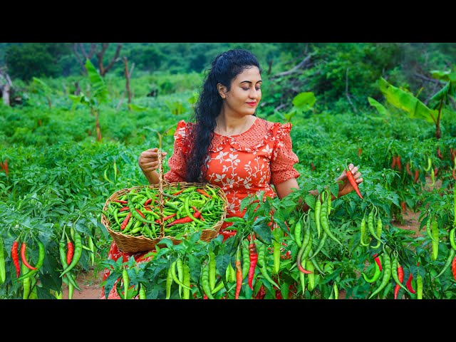 Green chili 🌶️ harvesting! I made flavorful chili recipes & preserved in two ways!