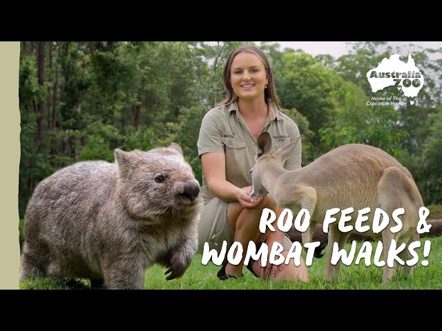 A day in the life of an Australia Zoo Keeper | Australia Zoo Life