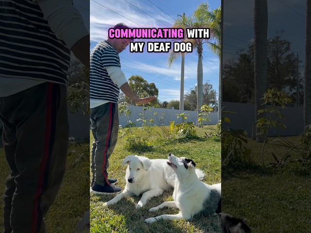 Communicating with deaf-blind dog