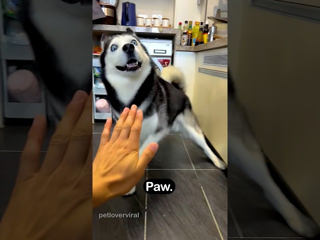 Funny husky#doglover #huskylife #funnydog#dogvideos #fyp