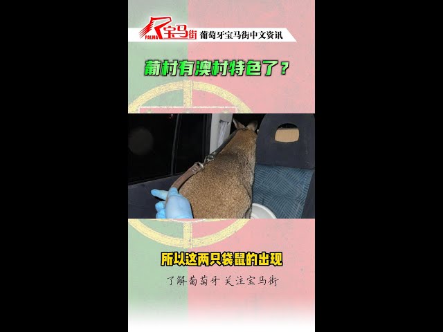 对江山火救出俩袋鼠！全葡好奇哪来的？居然是...