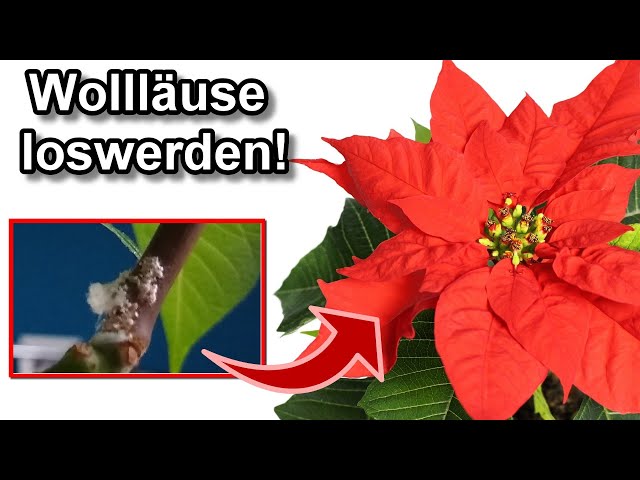 Wollläuse Schädlinge beim Weihnachtsstern bekämpfen – So wirst du Wollläuse los!