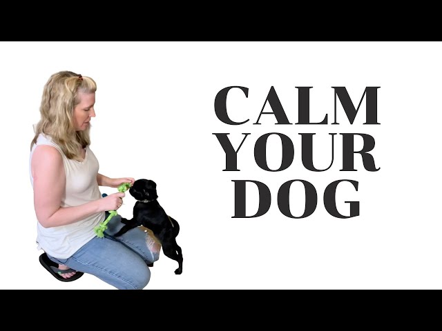 3 Steps To Calm A Hyperactive Dog