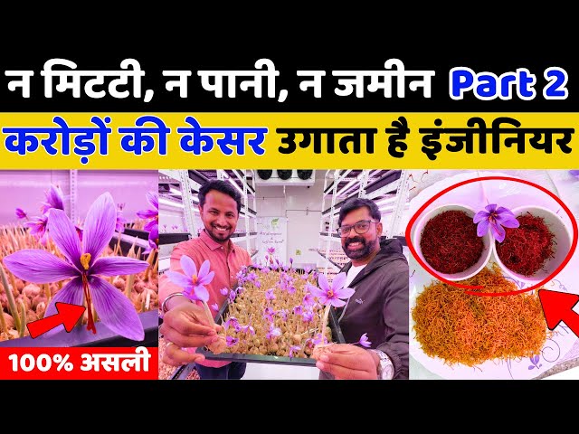 4 दीवारों के अंदर, इंजिनीअर ने बनाया करोड़ों का केसर😱🔥😲Live Harvesting & Live Profit || Indian Farmer