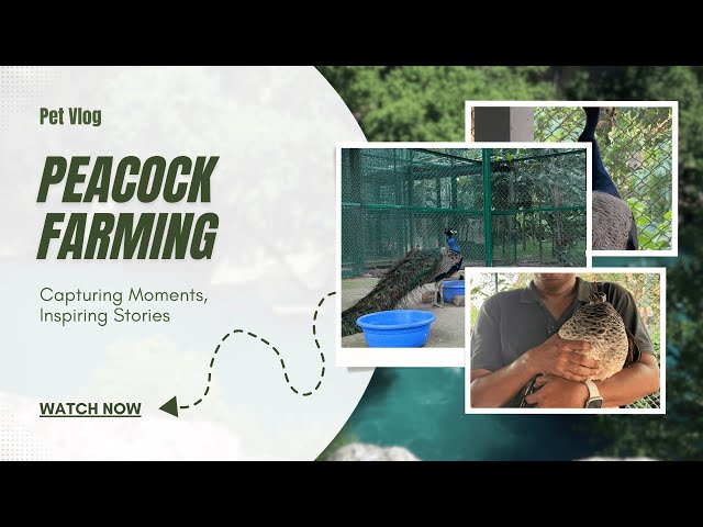 The untold truth of Peacock farming #peacock #peafowl