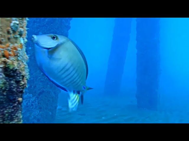 Pompano Beach Underwater Pier Cam