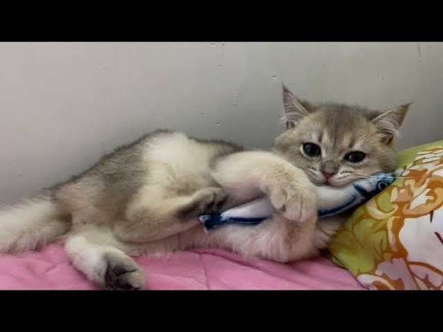 [Highlights] 5 month old kitten cat loves playing with its fish toy on bed