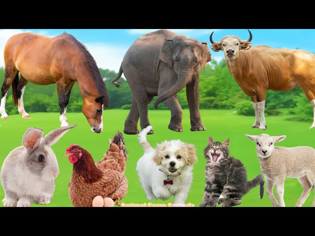 Farm Animal Food: Cat, Duck, Rabbit, Elephant, Buffalo, Dog, Chicken, Sheep - Animal Videos