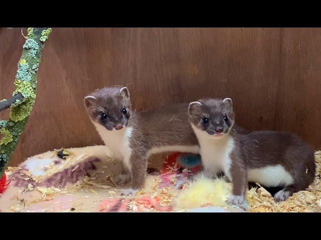 Whisper & Stuart: Two Adorable Stoat Kits Meet | Rescued & Returned to the Wild | Robert E Fuller