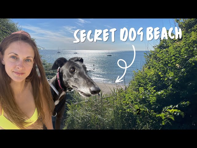 Van Life with a Dog - a Greyhound on Holiday 💕 secret dog-friendly beach in Dorset