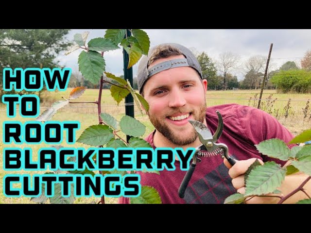 How to Propagate Blackberries From Cuttings