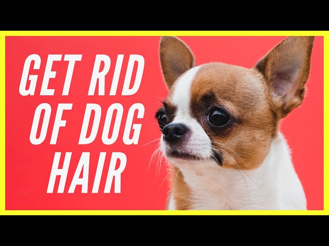 How to Clean Up Dog Hair - Top 10 Non-Shedding Dogs!