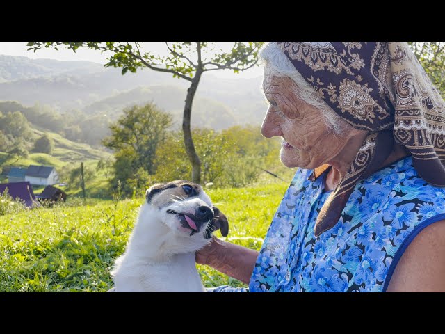 Amazing life of a grandmother on top of a mountain. Rural life in the Carpathians