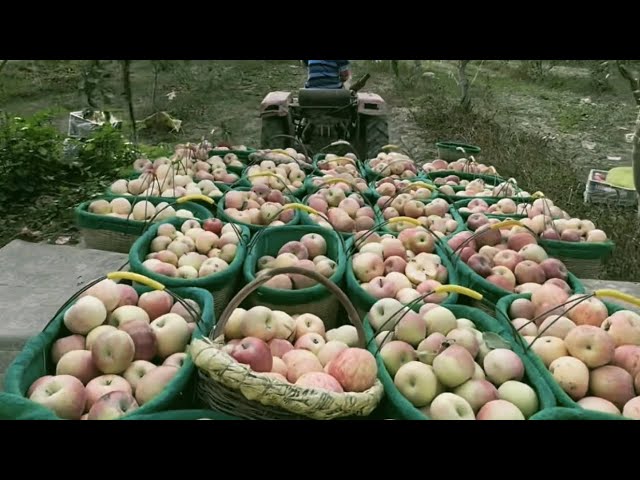 Discovering Tranquility: A Glimpse into Xinjiang's Serene Village Life