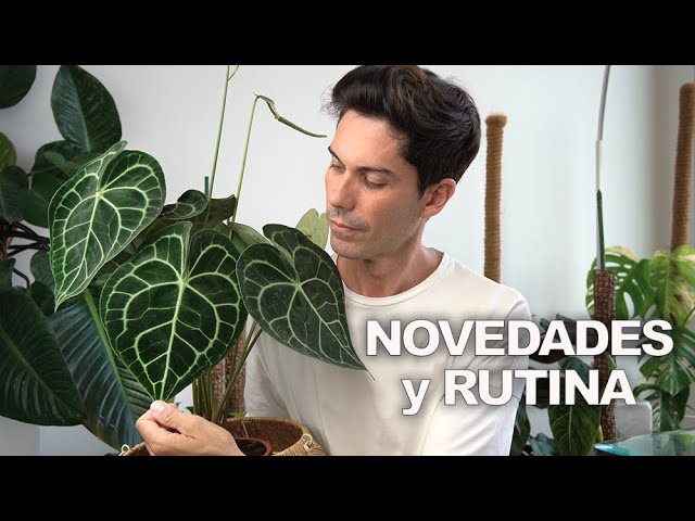 CAMBIOS en mis PLANTAS y Nueva RUTINA de CUIDADOS