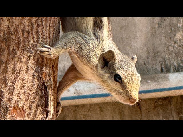 A day in the life of a squirrel