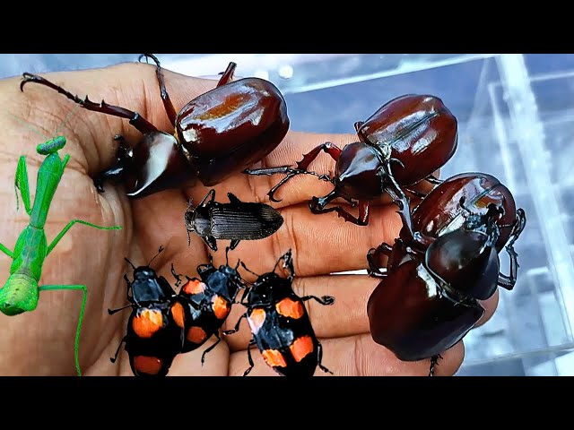 observing the beauty of beetles in tropical areas