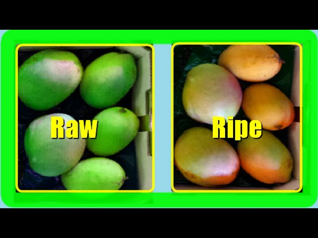 How To Ripen Mangoes Faster At Home (2 Quick Methods)