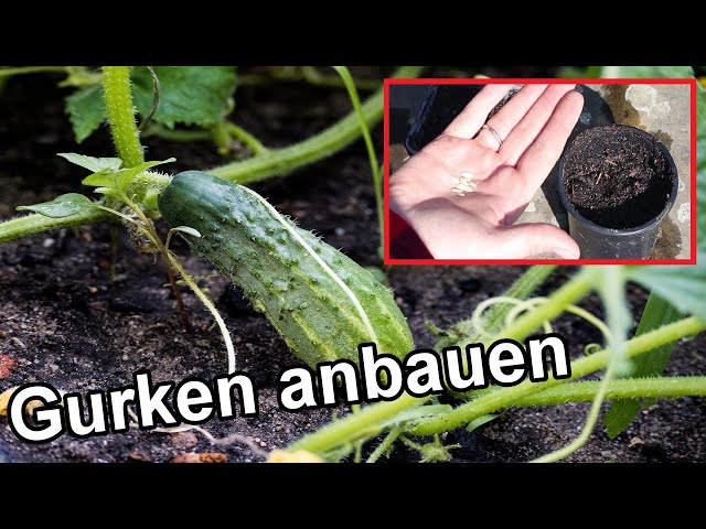 Gurken vorziehen und anbauen | So wird's gemacht!