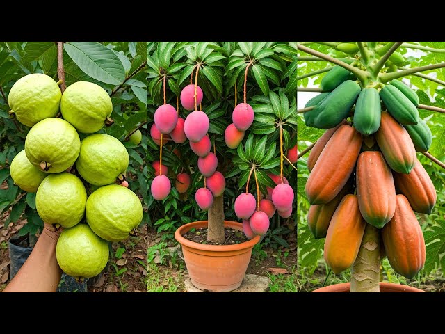 🌿Grow Fruit Trees FASTER with These 10 PRO Techniques #live