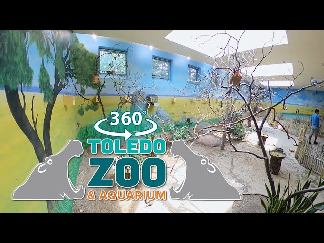 Toledo Zoo: Apes & Birds [360 VR]