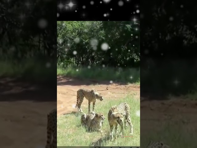 The man challenges the cheetah #animals #cuteanimals #wildlife