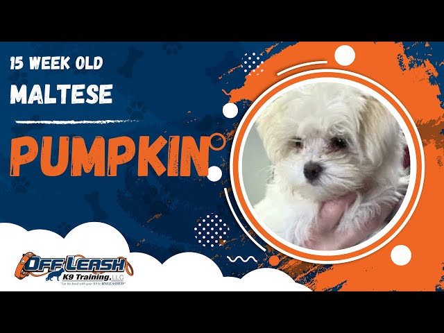 Pumpkin | 15 Week Old Maltese | 1 Week Puppy Board & Train | Off Leash K9 Training, Georgia