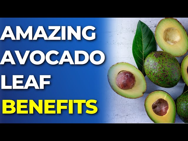 What Can Avocado Leaves Do For Your Body | Avocado Leaves Health Benefits