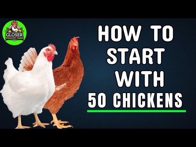 How to Start a Poultry Farm with 50 Chickens: Step-by-Step Guide to Profit.