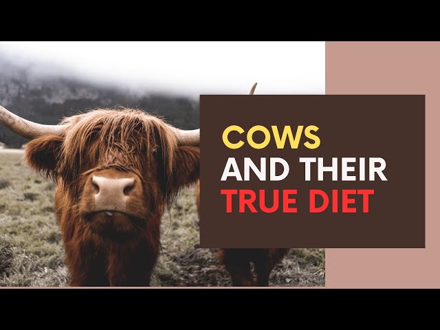 🐄 Cows Don’t Eat Grass - They Eat Bacteria! Are They Secret Carnivores?