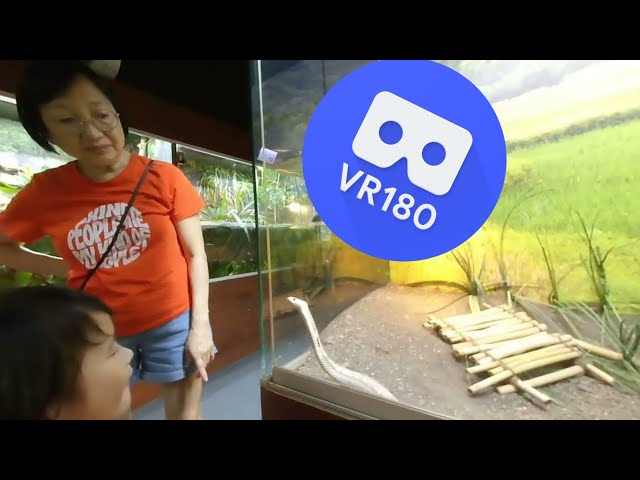 [VR180 VR 3D] Cobra @ Hartley's Crocodile Adventures | Meta Oculus Pico Family Virtual Reality