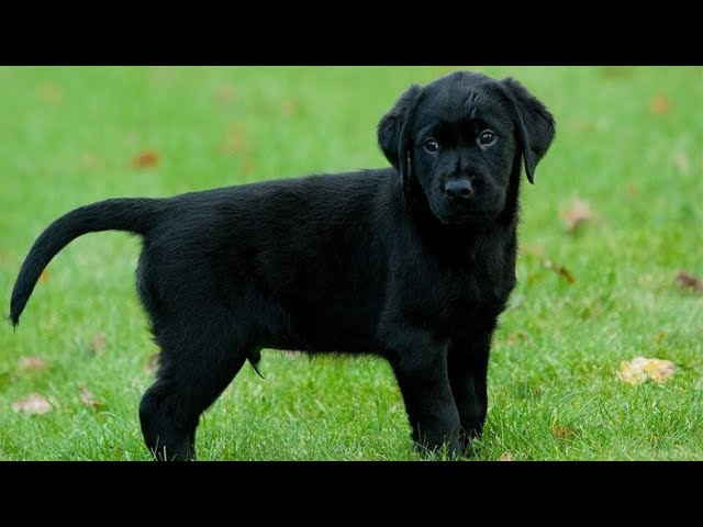 Dog Owner Finds The Cutest Solution To Cheer Up Lonely Pup ( cute video)