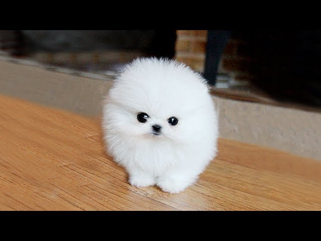 POMERANIAN THE CUTEST DOGS