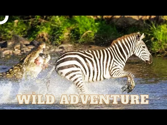 Zebras' Battle for Survival in the Wild | Wild Ones Episode 3 | Animal Documentary