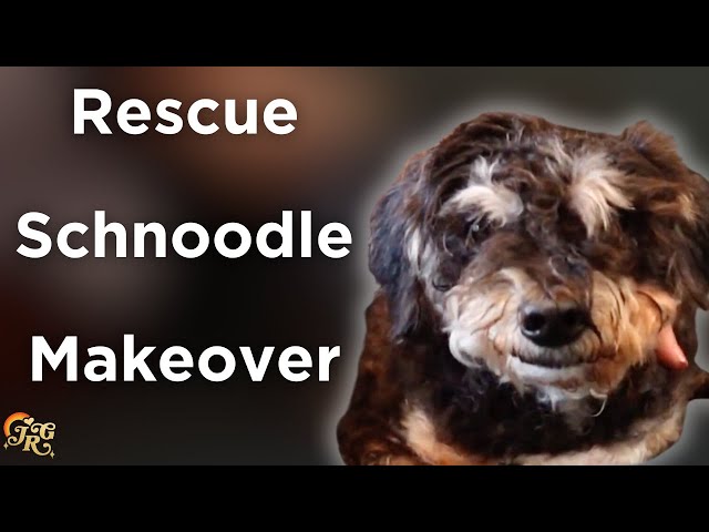 Rescue Schnoodle Makeover | Rescue Revamp