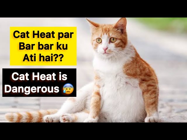 Cat heat is Dangerous ? When you have to mat you Cat | Precautions during Cat Heat Cycle