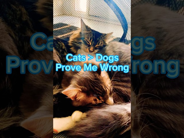 🐱Cats Over Dogs 🐶 #cats #dog #catsanddogs #kittens #viral #provemewrong