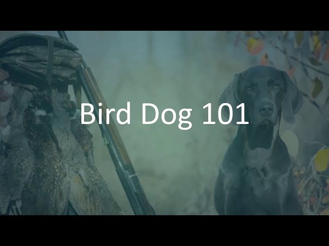 Bird Dog 101