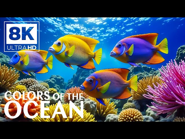 Deep Ocean Wonders 8K (ULTRA HD) 🐙 Mesmerizing Marine Life and Calming Melodies