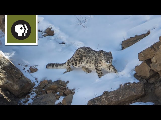 The Severity of Snow Leopard Survival