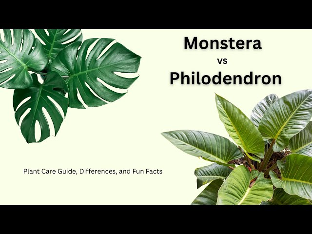 Monstera vs Philodendron - Which One to Choose #plants