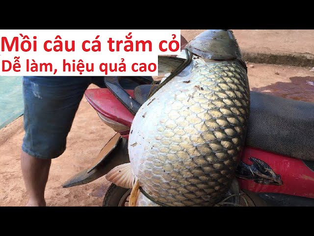 Bài mồi thơm câu cá trắm cỏ DỄ LÀM nhưng RẤT HIỆU QUẢ